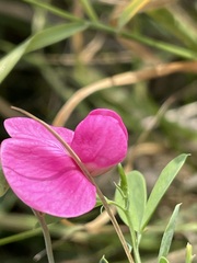 Lathyrus tuberosus