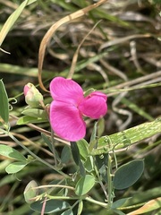 Lathyrus tuberosus