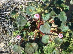 Eremalche rotundifolia