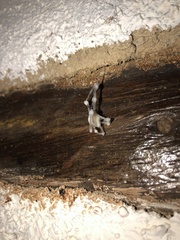 Engyodontium aranearum