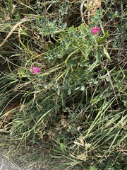 Lathyrus tuberosus