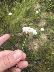 Eriophorum virginicum