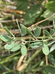 Lathyrus tuberosus