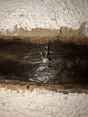 Engyodontium aranearum