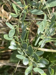 Lathyrus tuberosus