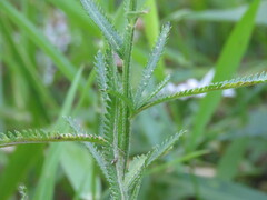 Achillea alpina