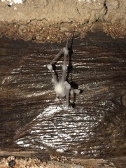 Engyodontium aranearum