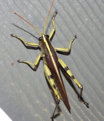 Schistocerca obscura