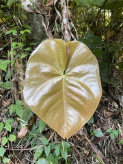 Araceae
