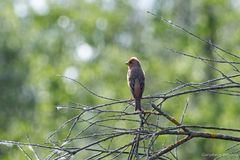 Carpodacus erythrinus