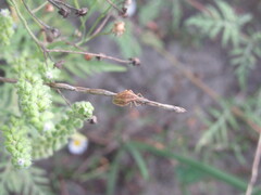Aelia acuminata