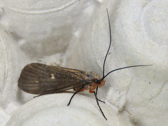 Dicosmoecus