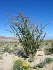 Fouquieria splendens splendens