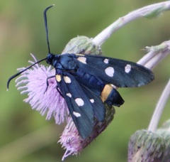 Zygaena ephialtes