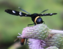 Zygaena ephialtes