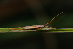 Notostira