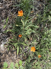 Talinum aurantiacum