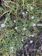 Cerastium arvense