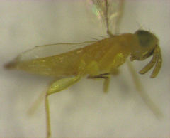 Aphytis
