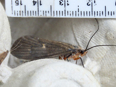 Dicosmoecus