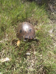 Trachemys dorbigni