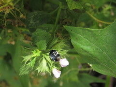 Tritomegas sexmaculatus