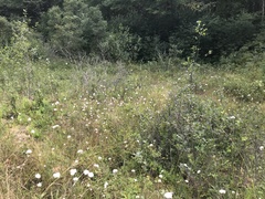 Eriophorum virginicum