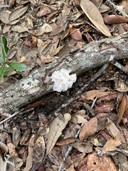 Tremella fuciformis