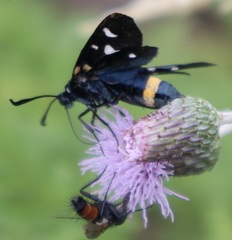 Zygaena ephialtes
