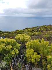 Leucadendron xanthoconus