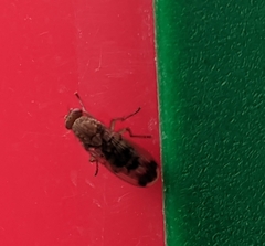 Suillia variegata