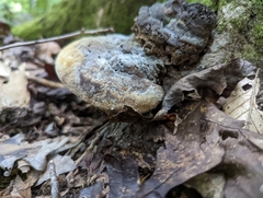 Pseudoinonotus dryadeus