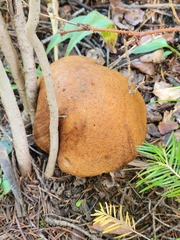 Leccinum insigne