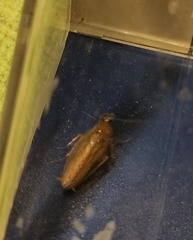 Ectobius vittiventris