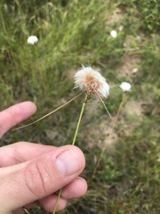 Eriophorum virginicum