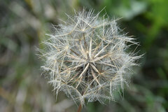 Tragopogon pratensis