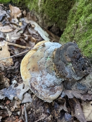 Pseudoinonotus dryadeus