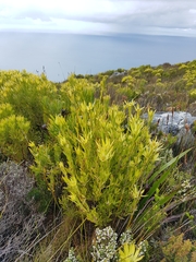 Leucadendron xanthoconus