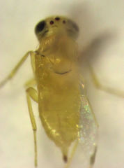 Aphytis