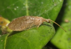 Hemerobius