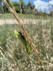 Mantis religiosa
