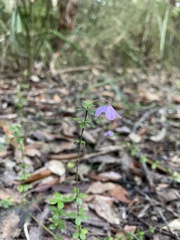 Tetratheca thymifolia