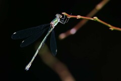 Chalcolestes viridis