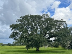 Quercus virginiana