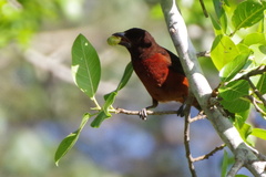 Ramphocelus carbo