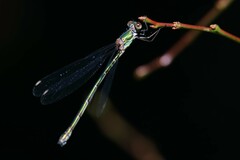 Chalcolestes viridis