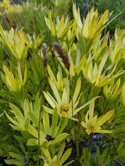 Leucadendron xanthoconus