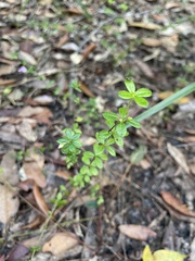 Tetratheca thymifolia