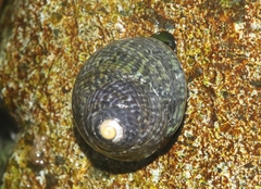 Tegula gallina