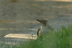 Picus viridis